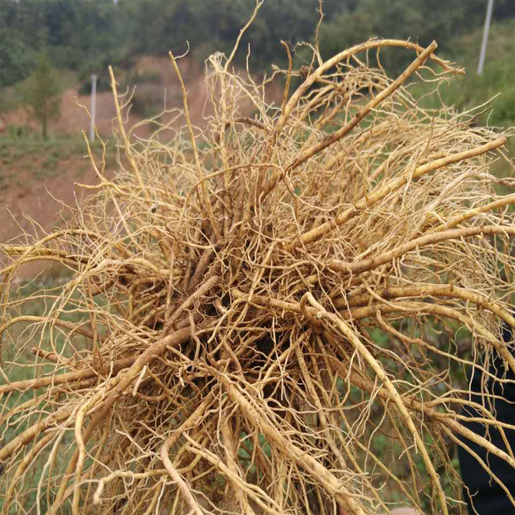 缬草油